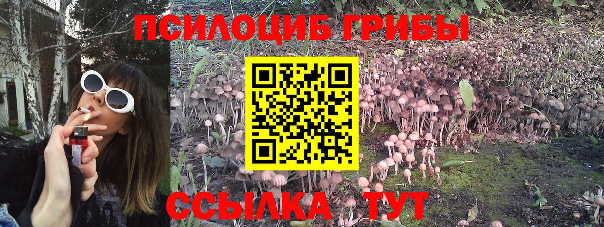 купить   Псилоцибиновые грибы Cubensis  Вход с VPN  Гулькевичи 